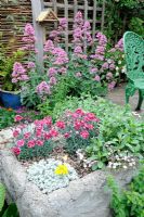 Alpine planter on garden patio with red valerian, trellis and bug box, Norfolk, England, May