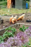 Domestic chickens, Ex battery hens free ranging on allotment beds, Norfolk, England, May