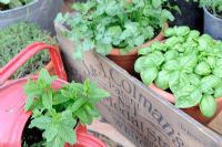 Container gardening, Collection of herbs, basil mint and coriander in containers, Norfolk, England, May
