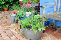 Garden corner with reclaimed brick path and blue shed, with container herbs and salad vegetables, Norfolk, England, may