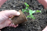 Gardeners hand showing young pea plant in biodegradable fibre pot, Norfolk, England, May