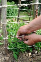 Training plants, Gardener securing string around hazel wigwam to support Sweet Pea plants, Norfolk, England, May