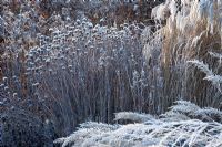 Frosty herbaceous border in winter, with Miscanthus sinensis 'Flamingo', Molinia caerulea 'Transparent' and Monarda 'Cherokee' seed heads