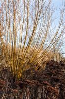 Yellows stems of Salix alba subsp. vitellina, underplanted with Sedum 'Herbstfreude' in winter.  RHS Hyde Hall