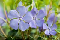 Bright blue flowers of Vinca minor 'Ralph Shugert'