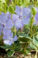 Bright blue flowers of Vinca minor 'Ralph Schugert'