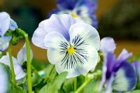 Viola x wittrockiana 'Delta Premium Light Blue'