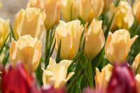 Yellow flowers of Tulipa batalinii 'Bright Gem'