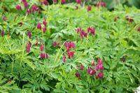 Pink flowers of Dicentra 'Bacchanal'