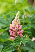 Pale pink flowers of Lupinus