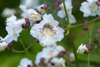 White flowers of Catalpa bignonioides in Summer - Indian Bean Tree