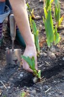 Planting of divided clumps of Irises as the same depth as before 