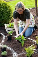 Planting a herbaceous border - arranging of herbaceous perennials in pots to fix the distance of plants 