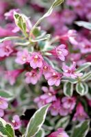 Weigela florida 'Verweig' 