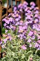 Erysimum linifolium 'Poem Lavender'