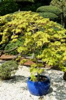 Acer palmatum 'Kitoseyama' in pot in Parc floral de La Souce, Orleans, France