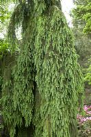 Picea abies 'Frohburg'