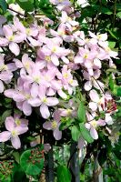 Pink Clematis 'Montana', with Lonicera growing over railings