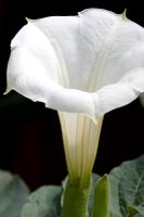 Brugmansia candida - Datura Flower
