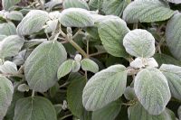 Plectranthus argentatus 'Silver Shield'