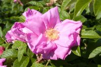Rosa rugosa 'Admiration'