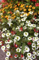 Scaevola with Cuphea llavea 'Torpedo' and Bracteantha bracteata 'Golden Beauty'