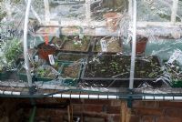 Germinating seeds on greenhouse shelf in trays with protective plastic cloche