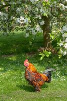 Cockerel by tree with blossom at Coton Manor Garden. The garden is open for The National Garden Scheme.