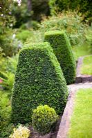 Clipped Buxus