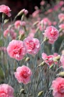 Dianthus 'Doris' AGM Pink