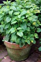 Lemon balm - Melissa officinalis growing in terracotta pot