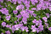 Viola 'Eastgrove Blue Scented'