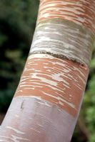 Betula costata - white barked Birch