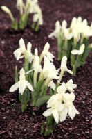 Roscoea humeana - yellow form