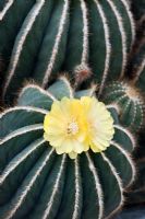Parodia Magnifica - Flowering Ball Cactus