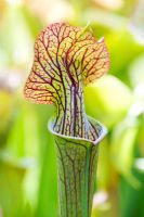 Sarracenia flava ornata - Yellow pitcher plant