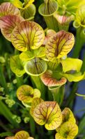 Sarracenia flava ornata - Yellow pitcher plant