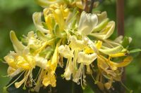 European honeysuckle - Lonicera periclymenum 'Scentsation' 