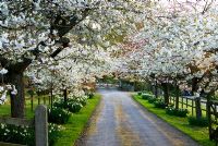 Cherry blossom avenue greets visitors, Prunus 'Shirotae'. Chiffchaffs, nr Bourton, Dorset, UK