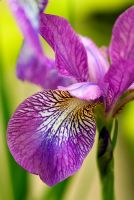 Iris sibirica 'Illini Charm'. Hidden Valley Nursery, Old South Heale, High Bickington, north Devon, UK