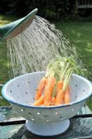 Saving water -  washing carrots with rainwater from watering can, Norfolk, England, June
