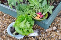 Colander with fresh Lettuce and small bowl of home grown Carrots and Radishes, Norfolk, England, June