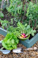 Small raised bed with garden Peas, colander with Lettuce, and a bowl of home grown Carrots and Radishes, Norfolk, England, June
