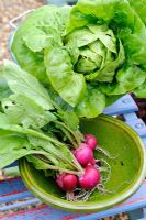 Small bowl of home grown Radishes and Lettuce, Norfolk, England, June
