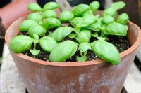 Ocimum basilicum - Basil seedlings in terracotta pot, Norfolk, Engalnd, June
