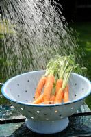 Saving water - washing carrots with rainwater from watering can, Norfolk, England, June
