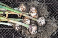 Freshly harvested home grown Allium - Garlic 'Solent Wight', Norfolk, England, July