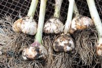 Freshly harvested home grown Allium sativum - Garlic 'Solent Wight', Norfolk, England, July
