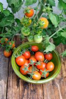 Small dish of greenhouse Tomato 'Harlequin', Norfolk, England, July
