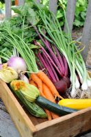 Small wooden tray of vegetables - white Turnip, Carrot, Beetroot, Courgette and Spring Onion, Norfolk, England, July
